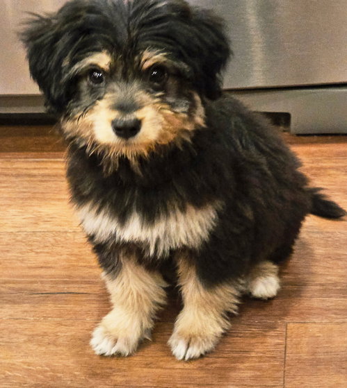 PUPPY FUNNY PHIL