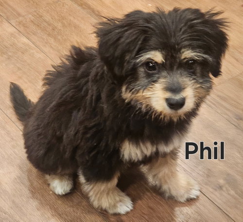 PUPPY FUNNY PHIL photo 2