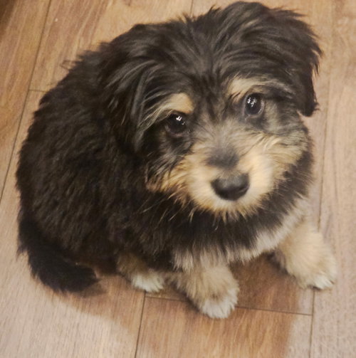 PUPPY FUNNY PHIL photo 3