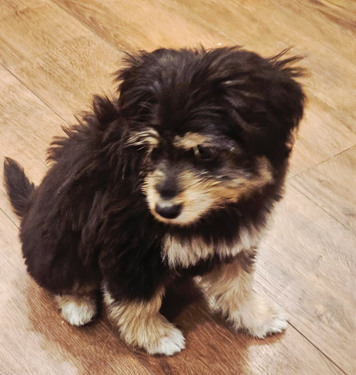 PUPPY FUNNY PHIL photo 4