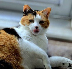 KITTY MARBLE, cat