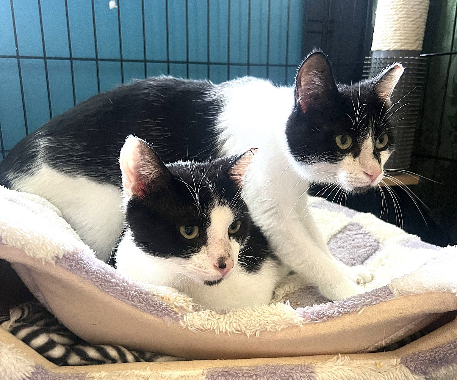 KITTIES: BONDED PAIR BASIL AND LAVENDER, cat