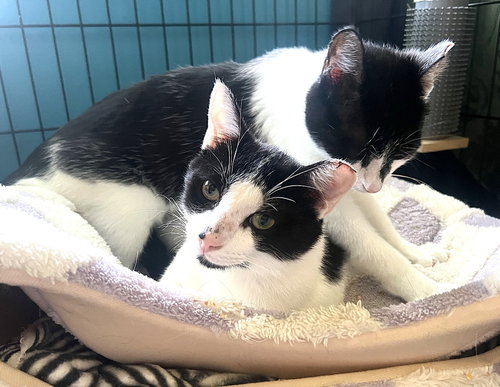 Photo 4 of KITTIES: BONDED PAIR BASIL AND LAVENDER