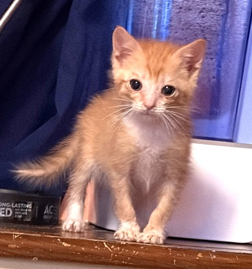 KITTEN GARFIELD