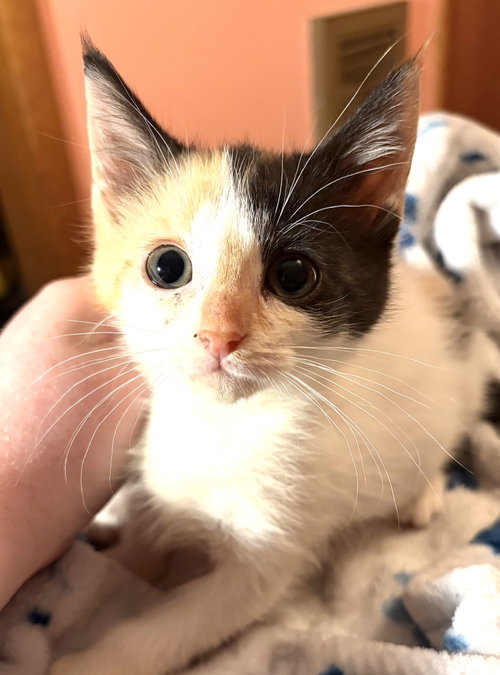 KITTEN CLOVER