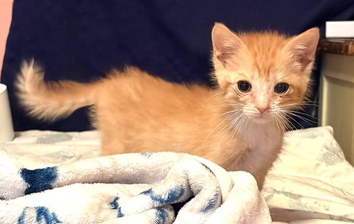 KITTEN MOLLY