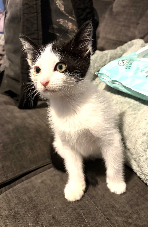 Kitten Eclipse photo 2
