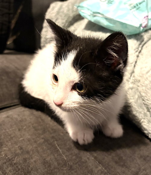 Kitten Eclipse photo 3