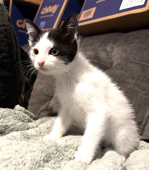 Kitten Eclipse photo 4
