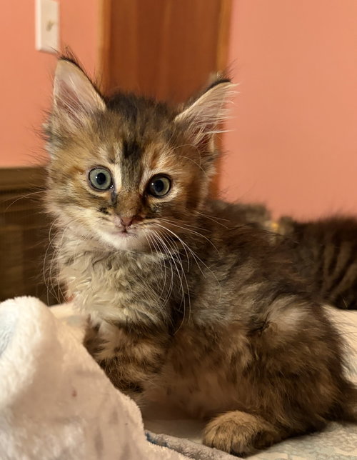 KITTEN MISCHEVIOUS MAPLE