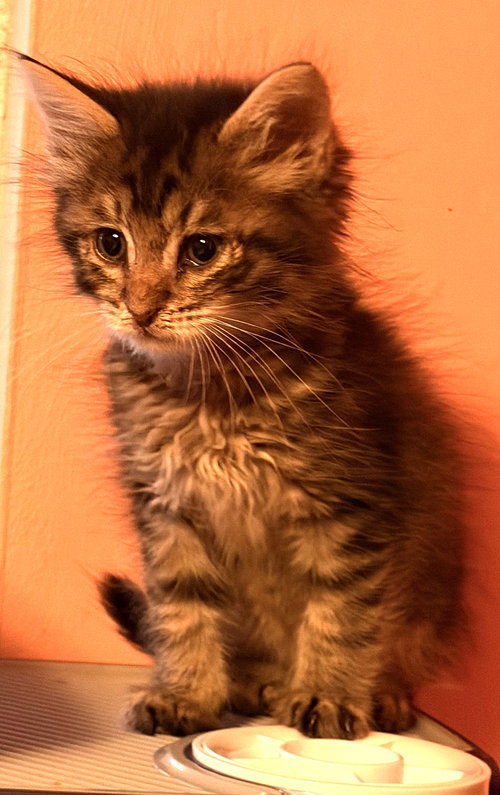 KITTEN MEL