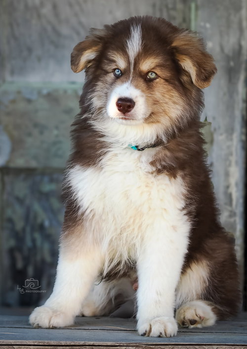 PUPPY AMAZING ATLAS