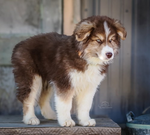 PUPPY AMAZING ATLAS photo 2