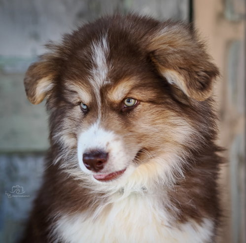 PUPPY AMAZING ATLAS photo 3