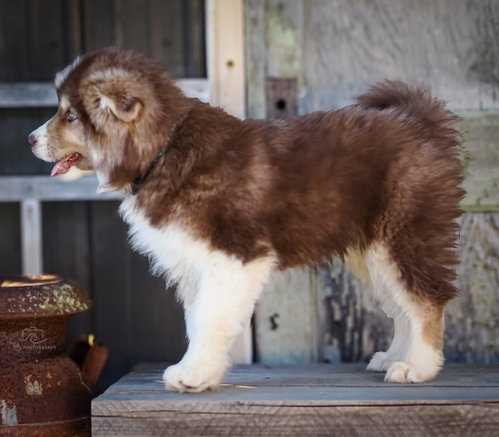 PUPPY AMAZING ATLAS photo 4