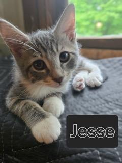 KITTEN JESSE