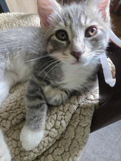 Kitten Jesse photo 2