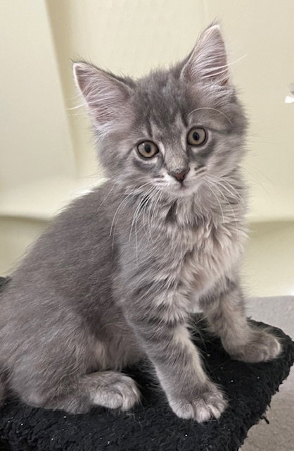 KITTEN BEAUTIFUL BREE