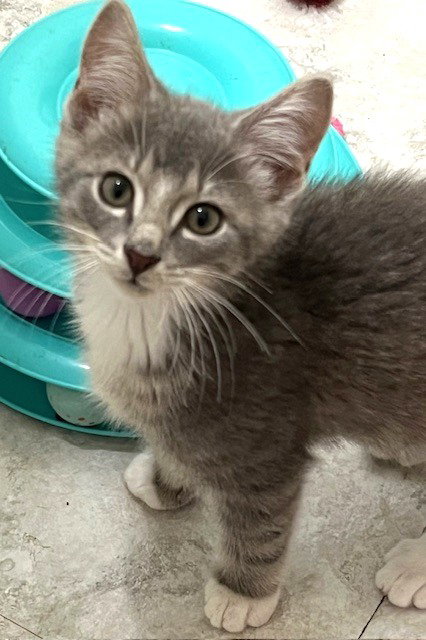 KITTEN ACTION JACKSON