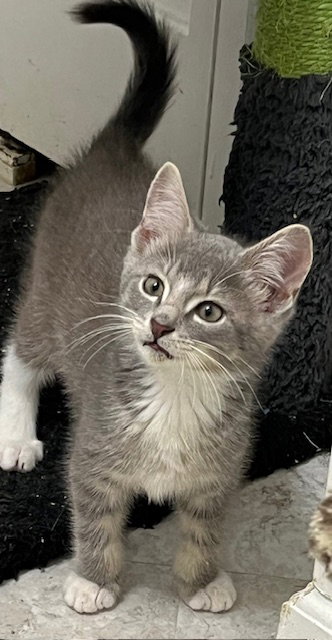 Kitten Action Jackson photo 2