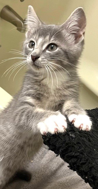 Kitten Action Jackson photo 3