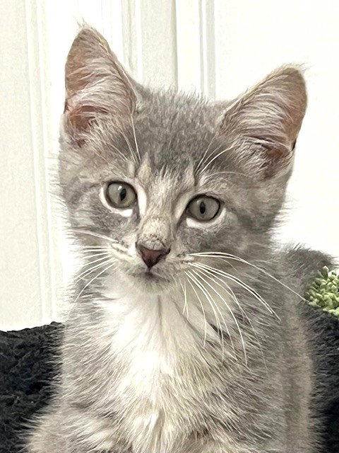 Kitten Action Jackson photo 4
