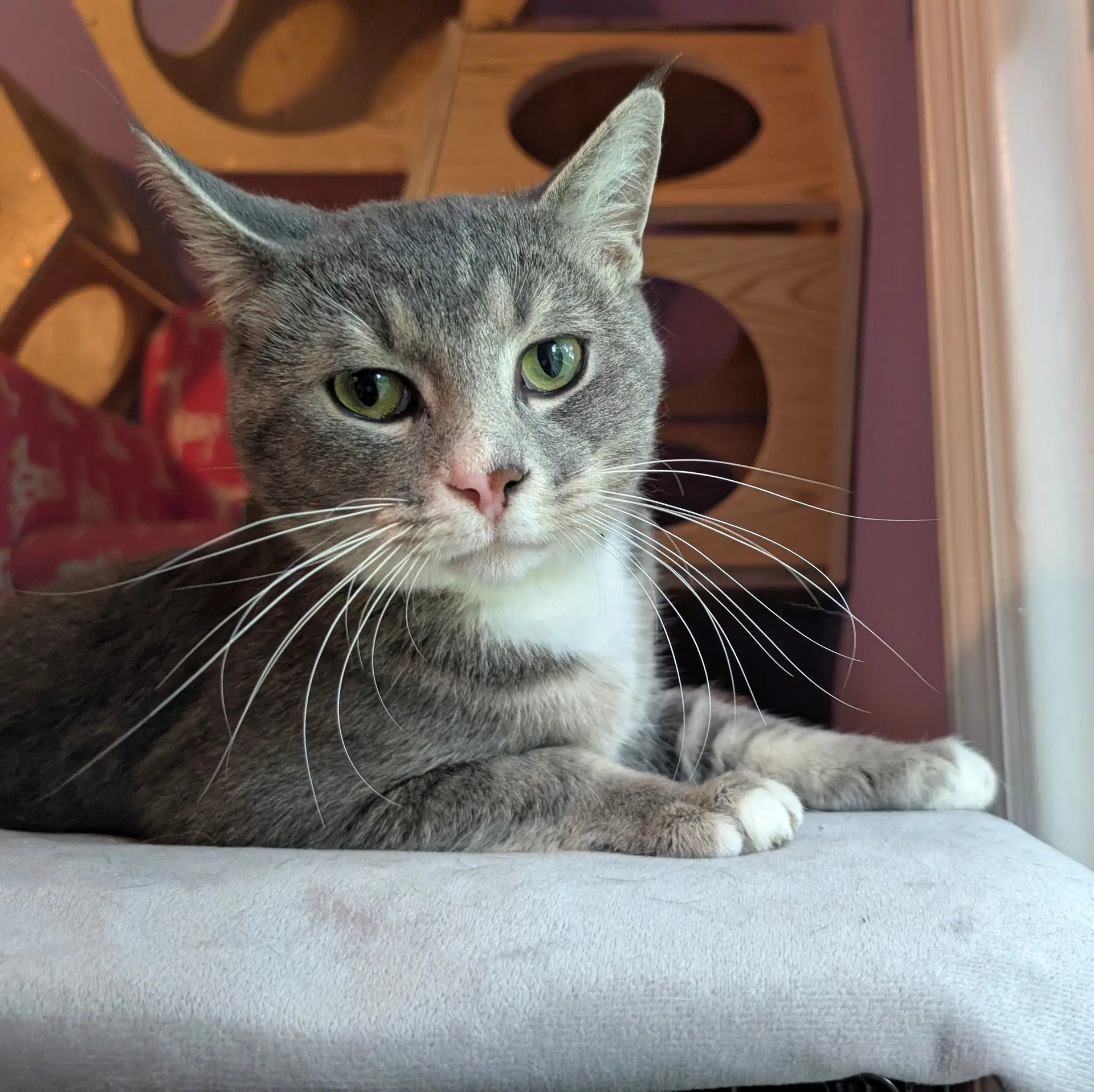 Kitty Super Smokey - Domestic Short Hair