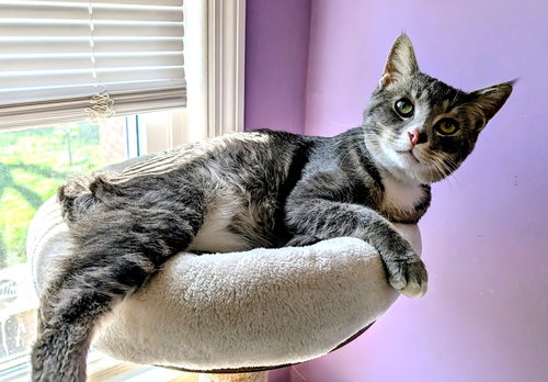 Kitty Super Smokey photo 2