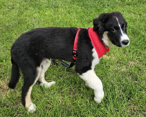 PUPPY DODGER photo 3