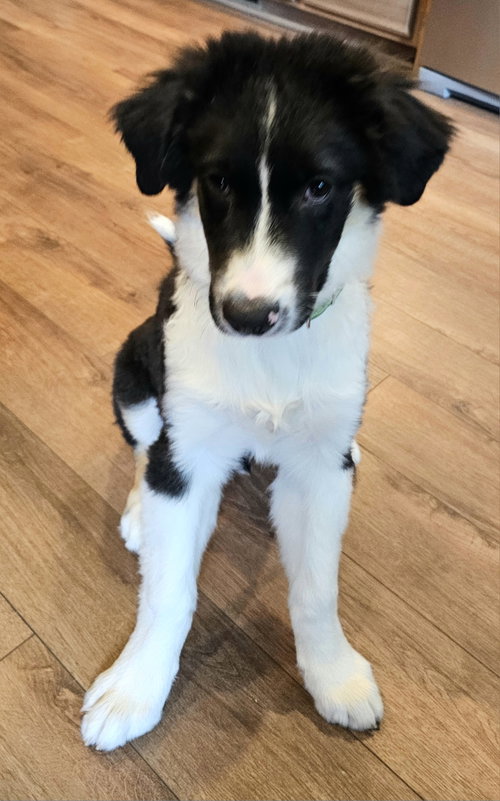 PUPPY DODGER photo 4