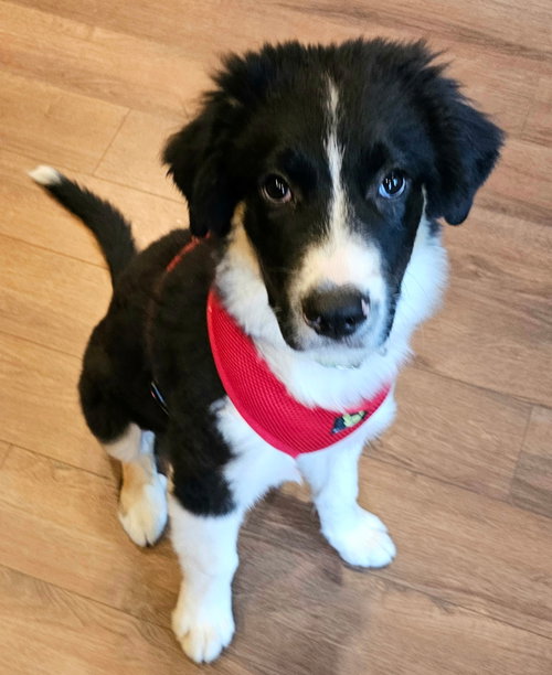 PUPPY DODGER