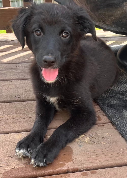 PUPPY RUTHANN