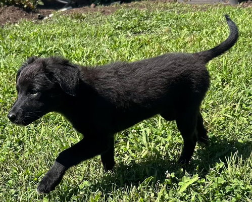 PUPPY RUTHANN photo 3