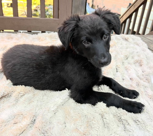 PUPPY RUTHANN photo 4