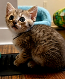 Kitten Slinky photo 2