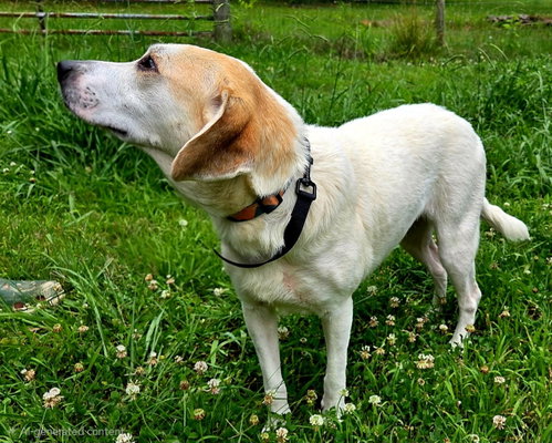 BESSIE photo 4
