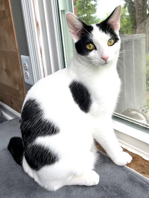 KITTEN ZETA, cat