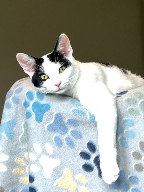 Kitten Zeta photo 3