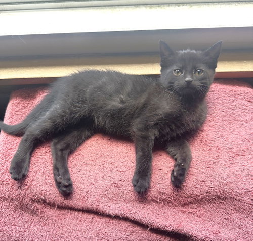 Kitten Super Shyla photo 2