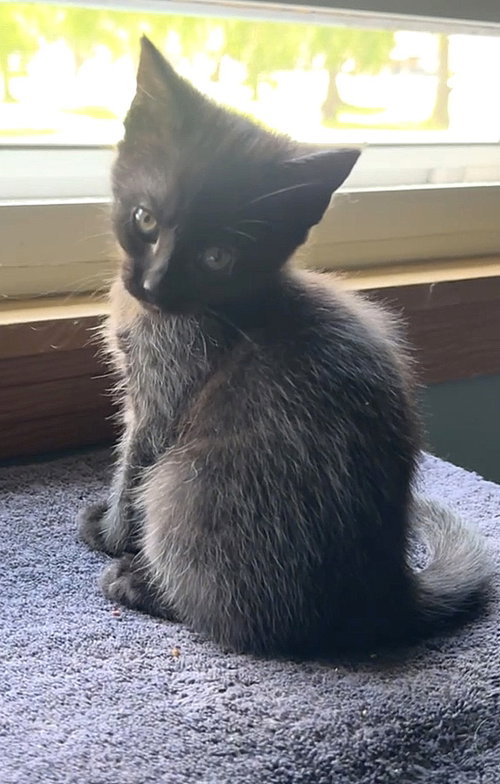 KITTEN SUPER SHYLA