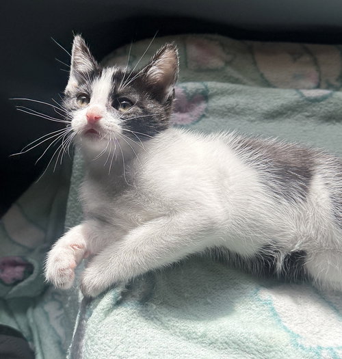 KITTEN PLAYFUL PICKLE