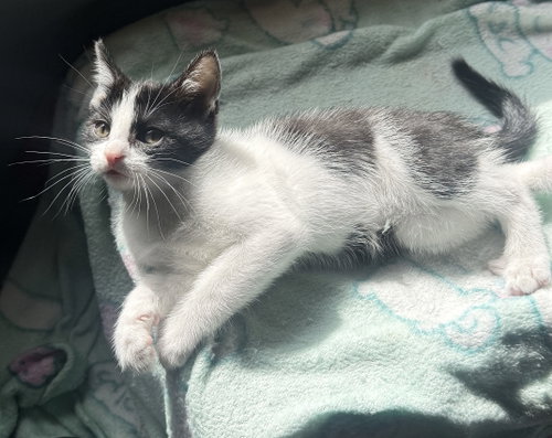 Kitten Playful Pickle photo 2