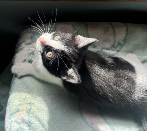Kitten Playful Pickle photo 3