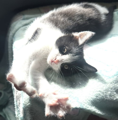 Kitten Playful Pickle photo 4