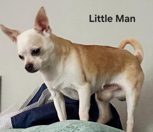 LITTLE MAN photo 2