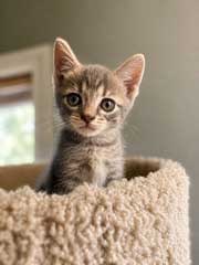 Kitten Weeble photo 2