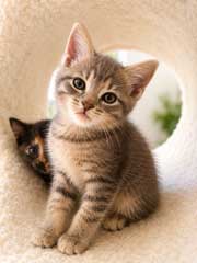Kitten Pong photo 2