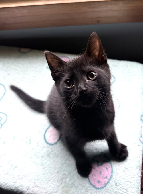 KITTEN GREEN EYED MONTE