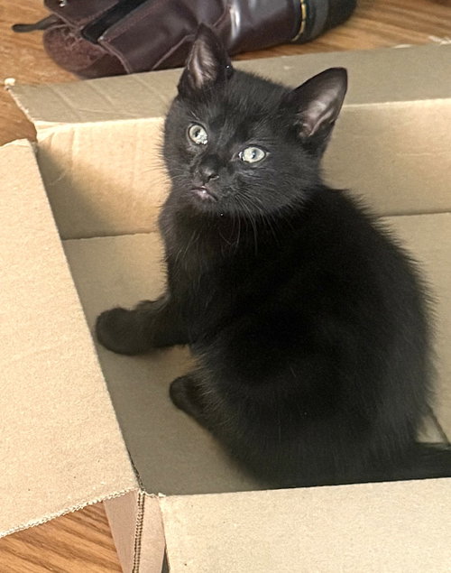 Kitten Green Eyed Monte photo 2