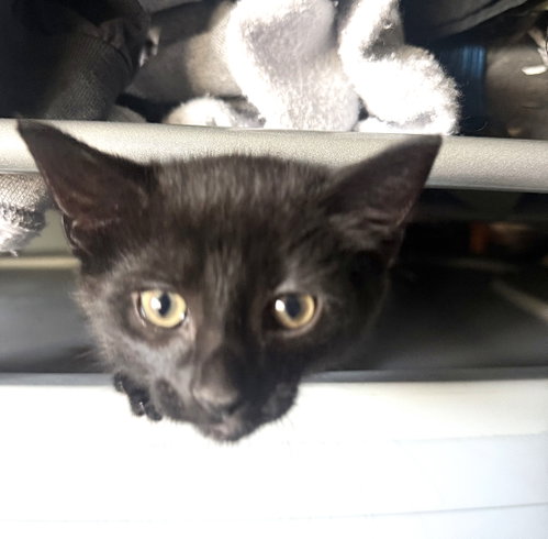 Kitten Green Eyed Monte photo 3